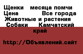 Щенки 4 месяца-помчи › Цена ­ 5 000 - Все города Животные и растения » Собаки   . Камчатский край
